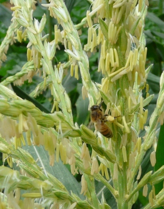 bees-on-corn-013.jpg