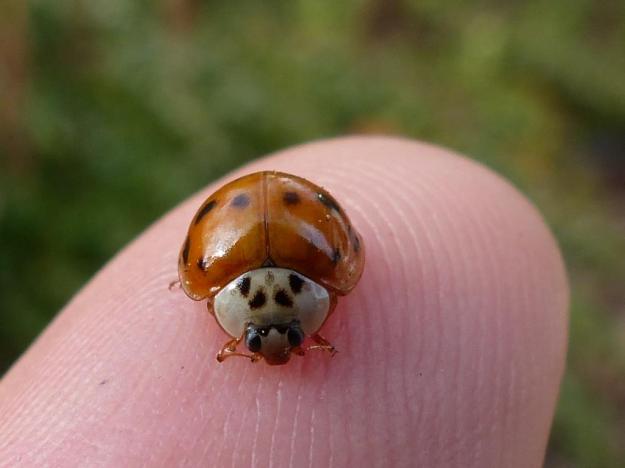 2013-10-30 ladybugs 014