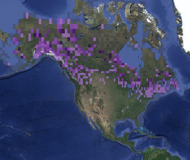 Range of the rusty blackbird during June and July. Data are compiled from ebird.org. The darker purple indicates more frequent reports of birds.