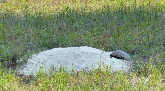 Gopher tortoise on its apron of sand. Its burrow extends many meters below the ground.