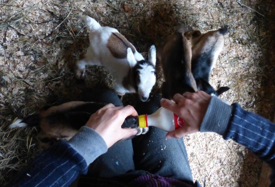 2015-03-20 Cassias quads goats 020