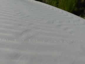 2015-06-16 sand tracks 001