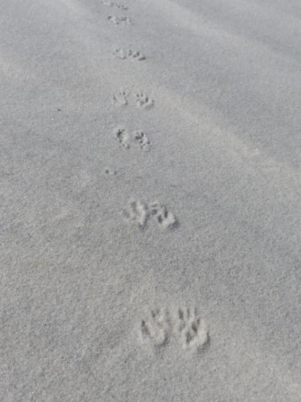 2015-06-16 sand tracks 002