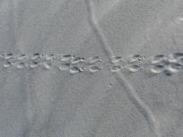 2015-06-16 sand tracks 003