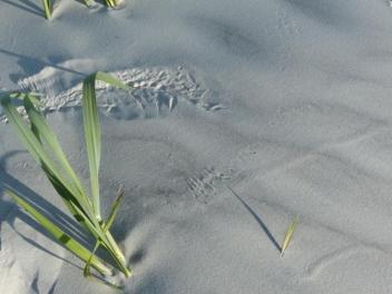 2015-06-16 sand tracks 004