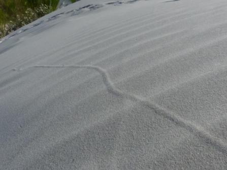2015-06-16 sand tracks 006