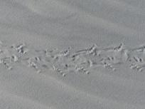 2015-06-16 sand tracks 013