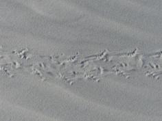 2015-06-16 sand tracks 013