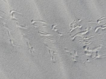 2015-06-16 sand tracks 016