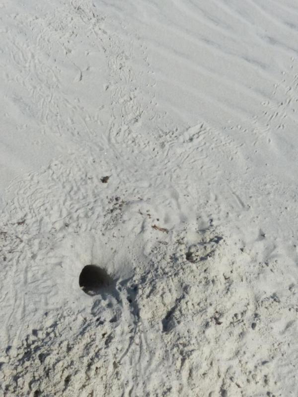 2015-06-16 sand tracks 019