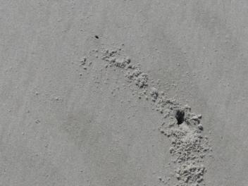 2015-06-16 sand tracks 023