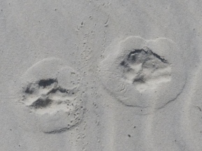 2015-06-16 sand tracks 030