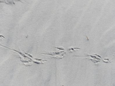 2015-06-16 sand tracks 031