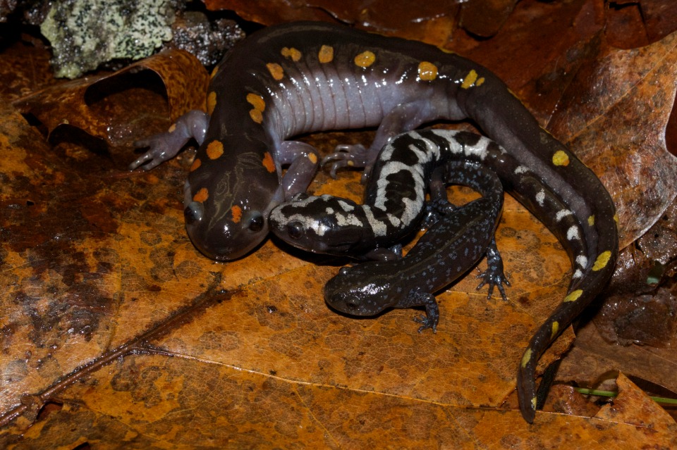 Three Ambystomatid Salamanders of Sewanee, Spotted, Marbled, and Mole Salamanders