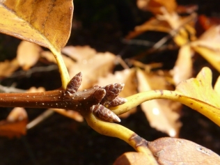 chestnut-oak-buds