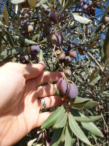 olives-ready-to-harvest-november