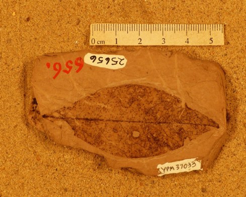 trichilia-florissanti-florissant-fossil-at-yale-peabody-museum-copy