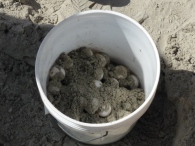 turtle-eggs-ready-for-transport